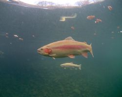 Yellow trout,Eccleston delph. by Derek Haslam 